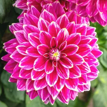 Cibulovina JIŘINA ´MALDINI´