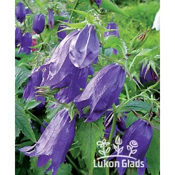 Semeno Lukon Glads Campanula punctata KENT BELLE - zvonek tečkovaný