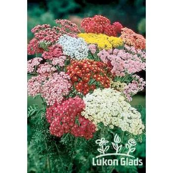 Semeno Lukon Glads Achillea SUMMER PASTELS - řebříček Množství: 5