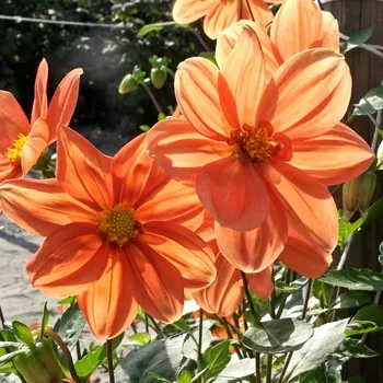 Cibulovina JIŘINA ´G. F. HEMERIK´ (1 hlíza)