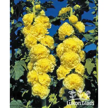 Semeno Lukon Glads Alcea rosea DOUBLE YELLOW - topolovka, proskurník