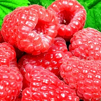 Sazenice MALINÍK ´GLEN DEE´® XL v kont. 2L