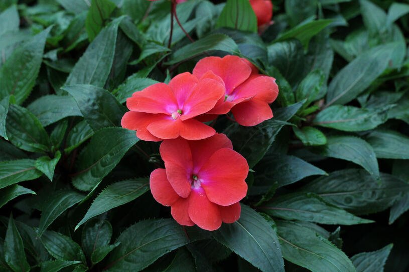 Netýkavka, balzamína 'Magnum Red Flame' - Impatiens Neu Guinea 'Magnum Red Flame' Květník o průměru 10,5 cm