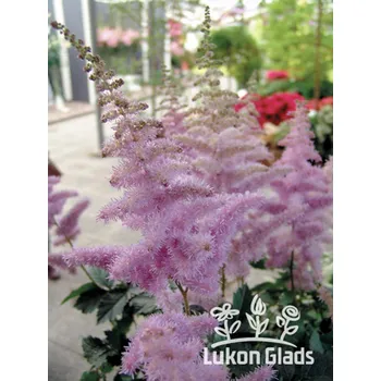 Semeno Lukon Glads Astilbe hybrid HEART & SOUL - čechrava