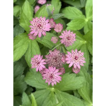 Sazenice Lukon Glads Astrantia major CERISE BUTTON - jarmanka
