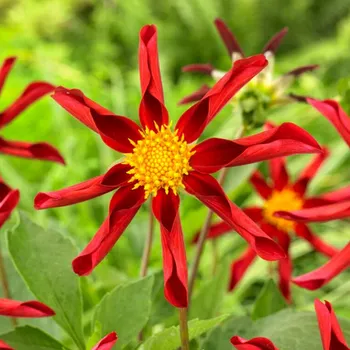 Cibulovina JIŘINA ´HONKA ROOD´