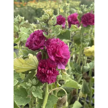 Sazenice Lukon Glads Alcea rosea DOUBLE VIOLET - topolovka, proskurník