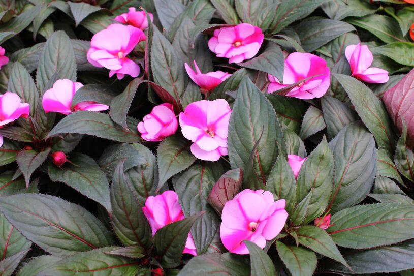 Netýkavka, balzamína 'Magnum Lavender Splash' - Impatiens Neu Guinea 'Magnum Lavender Splash' Květník o průměru 10,5 cm