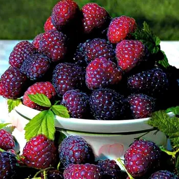 Sazenice MALINÍK ´GLEN COE´ XL v kont. 2L