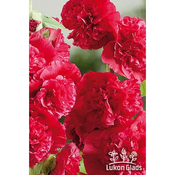 Sazenice Lukon Glads Alcea rosea DOUBLE SCARLET - topolovka, proskurník