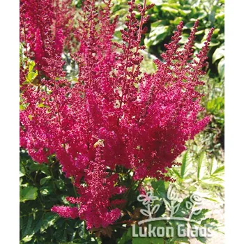 Sazenice Lukon Glads Astilbe arendsii ELSE SCHLUCK - čechrava