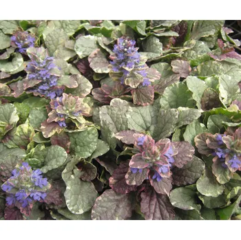 Semeno Lukon Glads Ajuga reptans BURGUNDY GLOW - zběhovec plazivý
