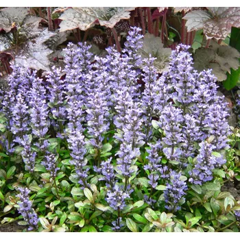 Semeno Lukon Glads Ajuga reptans CHOCOLATE CHIPS - zběhovec plazivý