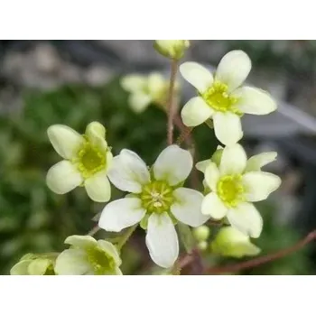 Sazenice Lomikámen vždyživý 'Lutea' - Saxifraga paniculata 'Lutea' Balení: kontejner p9