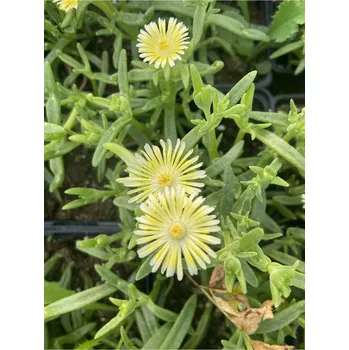 Sazenice Lukon Glads Delosperma hybrida WHEELS OF WONDER LIMONCELLO - kosmatec