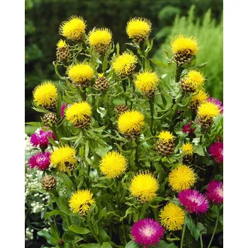 Sazenice Lukon Glads Centaurea macrocephala DEEP YELLOW - chrpa velkoúborná