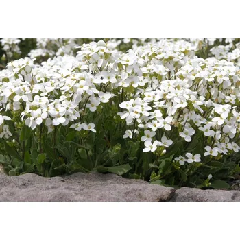 Semeno Lukon Glads Arabis caucasica AUBRIS WHITE - huseník kavkazský