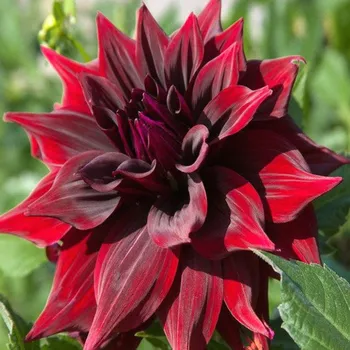 Cibulovina JIŘINA ´BRIGITTA ALIDA´ (1 hlíza)