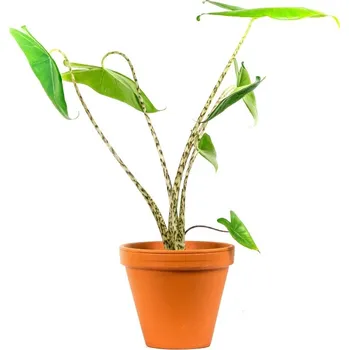 Gardners Alocasia Zebrina, průměr 19 cm Alokásie, Alokázie