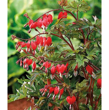 Sazenice Lukon Glads Dicentra spectabilis VALENTINE - srdcovka nádherná, srdíčko