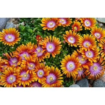 Sazenice Lukon Glads Delosperma hybrida SUNDELLA APRICOT - kosmatec