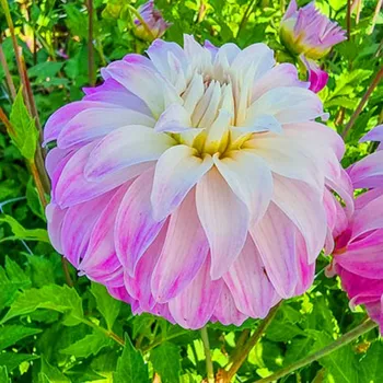 Cibulovina JIŘINA ´PINK PETTICOAT´ (1 hlíza)