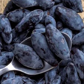 Sazenice ZIMOLEZ KAMČATSKÝ ´BOREAL BLIZZARD®´ XL kont. 2L