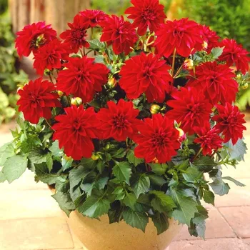 Cibulovina JIŘINA ´GALLERY SINGER´® (1 hlíza)