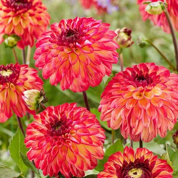 Cibulovina JIŘINA ´DING A DONG´