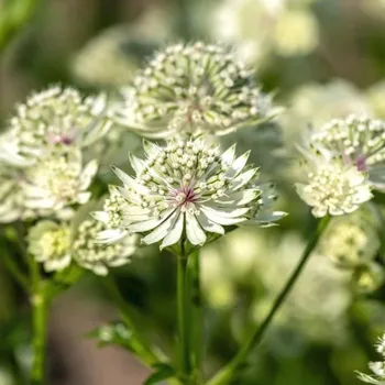 Sazenice Lukon Glads Astrantia major SHAGGY - jarmanka