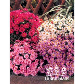 Semeno Lukon Glads Aster MIX - hvězdnice, astry směs Množství: 3