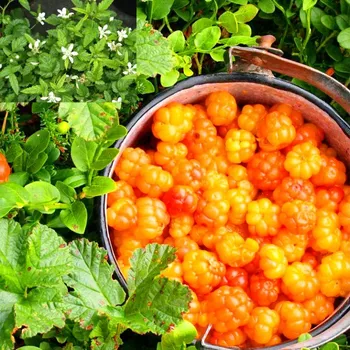 Sazenice OSTRUŽINÍK ŽLUTÝ - ČÍNSKÝ XL (Rubus xanthocarpus) kont. 2litry