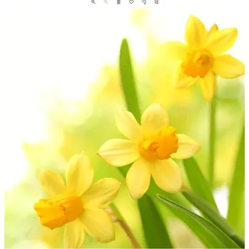 Papírový kapesník Paw Ubrousky PAW TETE L (20ks) Narcissus 615780