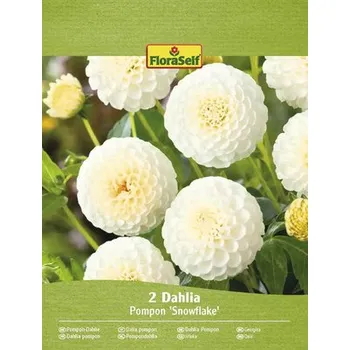 Semeno Jiřiny FloraSelf 'Snowflake' 2 ks