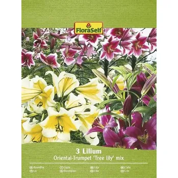 Semeno Lilie FloraSelf Oriental Trumpet 'Tree lily' mix 3 ks