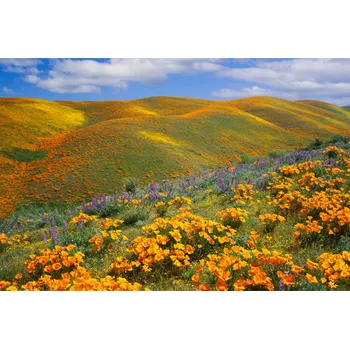 Fototapeta Fototapeta hory louka květiny příroda obývací pokoj 60x90