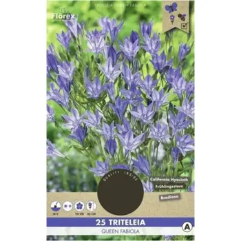 Cibulovina Triteleia Florex 'Queen Fabiola' 25 ks