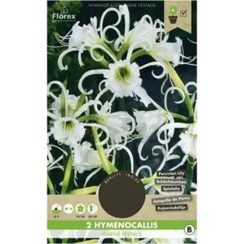 Semeno Ismene Florex Hymenocallis 2 ks