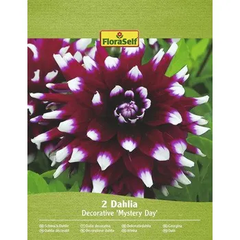 Semeno Jiřiny FloraSelf 'Mistery Day' 2 ks