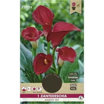 Cibulovina Kala Florex Zantedeschia 'Majestic Red' 1 ks