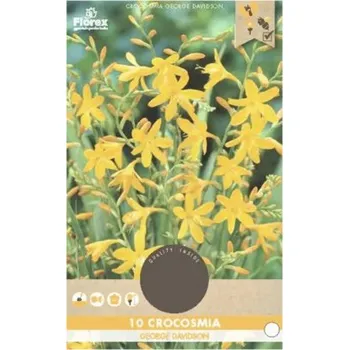 Semeno Montbrécie Florex Crocosmia 'George Davidson' 10 ks