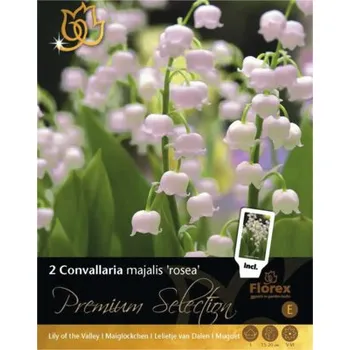 Sazenice Konvalinka Convallaria majalis 'Rosea' 2 ks