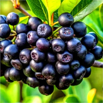 Sazenice ARONIE 'LITTLE HELPERS' - keřová ZAKRSLÁ !NOVINKA!