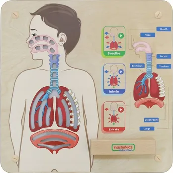 Obraz Masterkidz Vzdělávací tabule – Dýchací systém