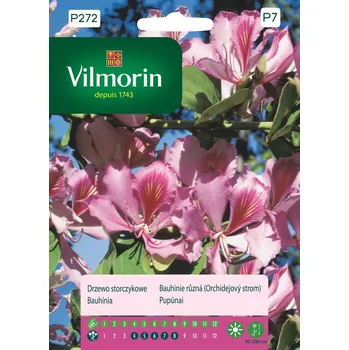 Semeno Bauhinie pestrá (růžovofialová, Orchidejový strom) 10/2031