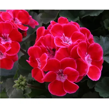 Semeno Lukon Glads Pelargonium Savannah TEXMEX RUBY - muškát