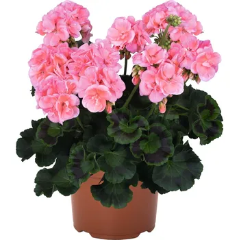 Semeno Lukon Glads Pelargonium Green Idols SALMON - muškát