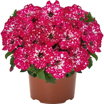 Semeno Lukon Glads Petunia Surprise SPARKLING RED - petúnie