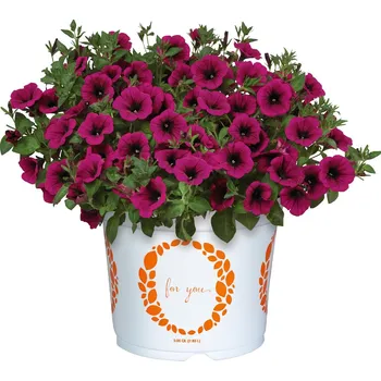 Semeno Lukon Glads Petunia Sweetunia KARDINAL - petúnie