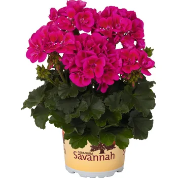 Semeno Lukon Glads Pelargonium Savannah TexMex MERLOT SIZZLE - muškát